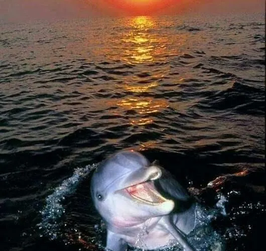 Aspra Al Delfino Blu